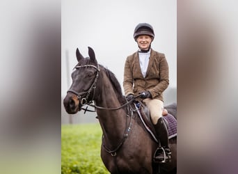 Trakehner, Wallach, 11 Jahre, 167 cm, Schwarzbrauner
