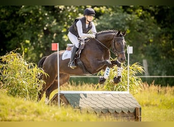 Trakehner, Wallach, 11 Jahre, 167 cm, Schwarzbrauner
