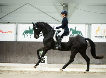 Trakehner, Wallach, 11 Jahre, 168 cm, Rappe