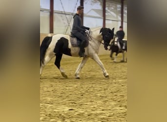 Trakehner Mix, Wallach, 11 Jahre, 170 cm, Schecke