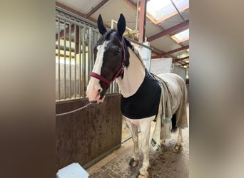 Trakehner Mix, Wallach, 11 Jahre, 170 cm, Schecke