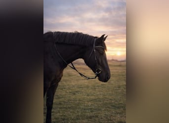 Trakehner, Wallach, 11 Jahre, 175 cm, Rappe