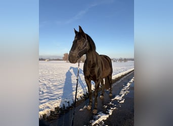 Trakehner, Wallach, 11 Jahre, 175 cm, Rappe