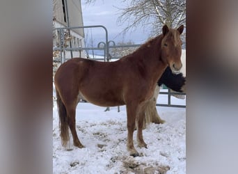Trakehner Mix, Wallach, 12 Jahre, 125 cm, Fuchs