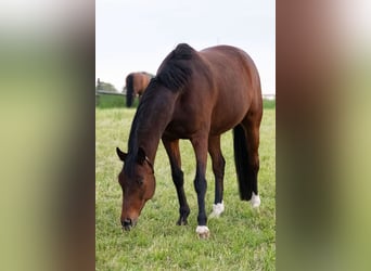 Trakehner, Wallach, 12 Jahre, 163 cm, Brauner