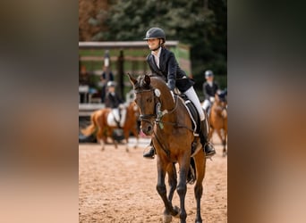 Trakehner, Wallach, 12 Jahre, 167 cm, Brauner