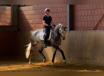 Trakehner, Wallach, 12 Jahre, 167 cm, Schimmel