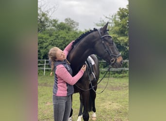 Trakehner, Wallach, 12 Jahre, 167 cm, Schwarzbrauner