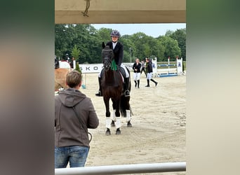 Trakehner, Wallach, 12 Jahre, 169 cm, Rappe