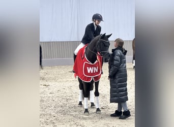 Trakehner, Wallach, 12 Jahre, 169 cm, Rappe