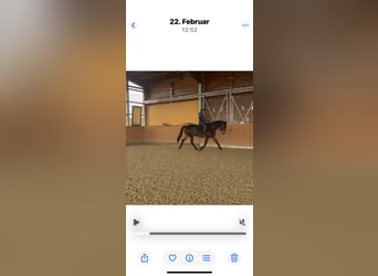 Trakehner, Wallach, 12 Jahre, 174 cm