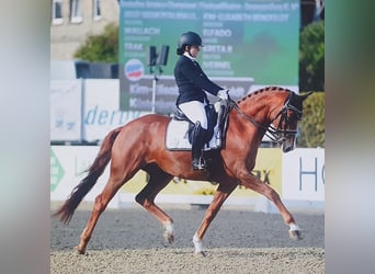 Trakehner, Wallach, 13 Jahre, 167 cm, Fuchs