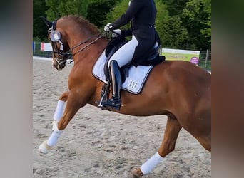 Trakehner, Wallach, 13 Jahre, 167 cm, Fuchs