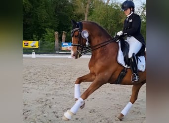 Trakehner, Wallach, 13 Jahre, 167 cm, Fuchs