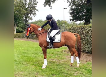 Trakehner, Wallach, 13 Jahre, 167 cm, Fuchs
