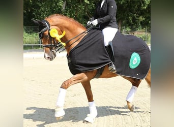 Trakehner, Wallach, 13 Jahre, 167 cm, Fuchs