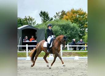 Trakehner, Wallach, 13 Jahre, 167 cm, Fuchs