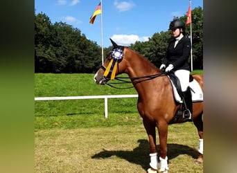 Trakehner, Wallach, 13 Jahre, 167 cm, Fuchs