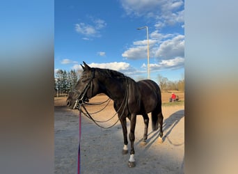 Trakehner, Wallach, 14 Jahre, 165 cm, Rappe