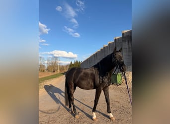 Trakehner, Wallach, 14 Jahre, 165 cm, Rappe