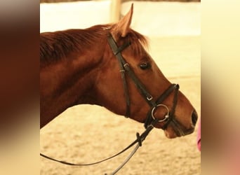 Trakehner, Wallach, 14 Jahre, 170 cm, Fuchs