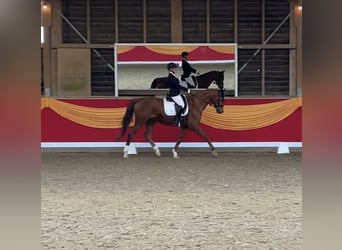 Trakehner, Wallach, 14 Jahre, 170 cm, Fuchs