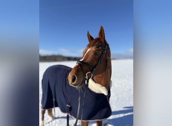 Trakehner, Wallach, 14 Jahre, 170 cm, Fuchs