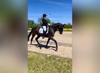 Trakehner, Wallach, 14 Jahre, 170 cm, Rappe