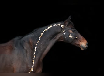 Trakehner, Wallach, 14 Jahre, 177 cm, Dunkelbrauner