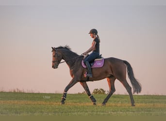 Trakehner, Wallach, 15 Jahre, 165 cm, Brauner