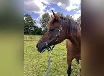 Trakehner, Wallach, 15 Jahre, 168 cm, Hellbrauner