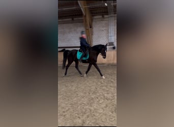 Trakehner, Wallach, 15 Jahre, 168 cm, Schwarzbrauner