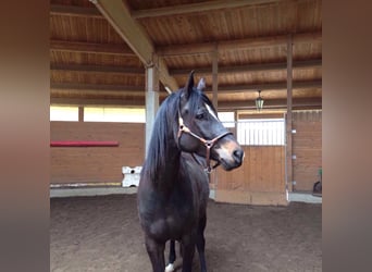 Trakehner, Wallach, 15 Jahre, 168 cm, Schwarzbrauner