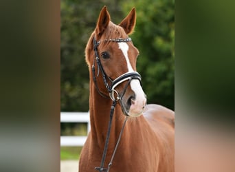 Trakehner, Wallach, 15 Jahre, 170 cm, Dunkelfuchs