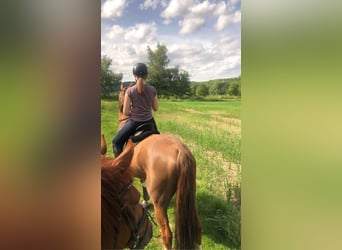 Trakehner, Wallach, 15 Jahre, 170 cm, Dunkelfuchs