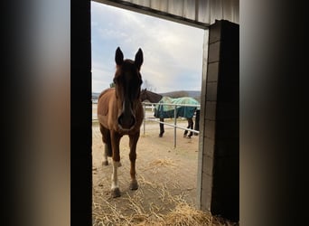 Trakehner, Wallach, 15 Jahre, 170 cm, Dunkelfuchs