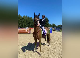 Trakehner, Wallach, 15 Jahre, 170 cm, Dunkelfuchs