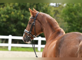 Trakehner, Wallach, 15 Jahre, 170 cm, Dunkelfuchs