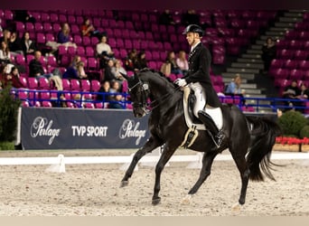 Trakehner, Wallach, 15 Jahre, Rappe