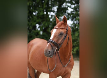 Trakehner, Wallach, 16 Jahre, 170 cm, Fuchs
