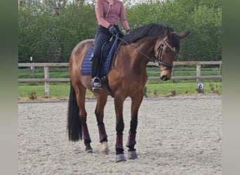 Trakehner, Wallach, 16 Jahre, 175 cm, Brauner