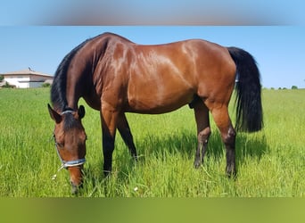 Trakehner Mix, Wallach, 16 Jahre, 185 cm, Brauner