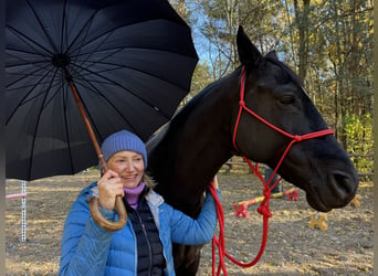 Trakehner, Wallach, 16 Jahre, Rappe