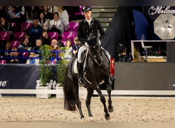 Trakehner, Wallach, 16 Jahre, Rappe