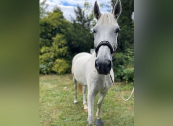 Trakehner, Wallach, 17 Jahre, 165 cm, Schimmel