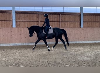 Trakehner, Wallach, 17 Jahre, 172 cm, Rappe