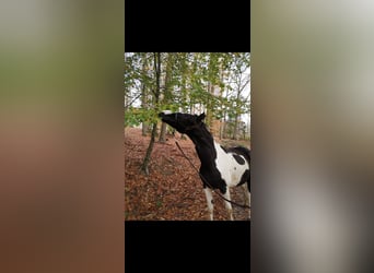 Trakehner, Wallach, 17 Jahre, 172 cm, Schecke