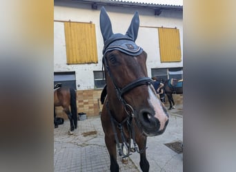 Trakehner Mix, Wallach, 18 Jahre, 168 cm, Brauner