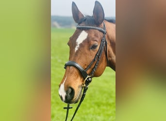 Trakehner, Wallach, 18 Jahre, 170 cm, Hellbrauner