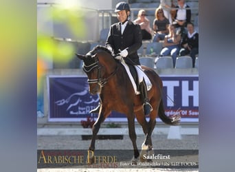 Trakehner, Wallach, 19 Jahre, 165 cm, Brauner